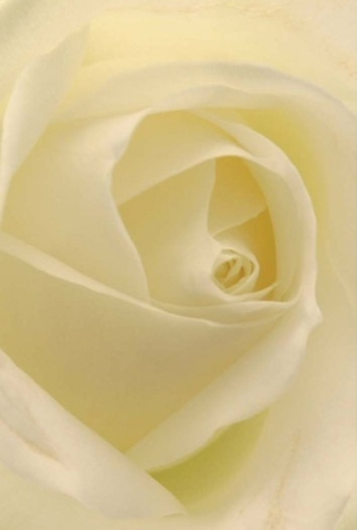 Gazing deeply into this classic white rose, you're drawn into the meticulous artistry at play-a tribute to tranquil elegance crafted right here in Temple. Each cream-hued petal folds with a tender touch, their satiny textures and soft gradients reminiscent of the marble and limestone facades bordering Temple Gardens. Diffused light-not unlike the gentle glow that spills through courthouse windows-seeps into every curve, illuminating the innermost whorls and lending the bloom an almost celestial glow. This rose, with its near-perfect spiral center and seamless gradation of shade from pure ivory to faint cream, is the quintessential emblem for heartfelt moments in Temple: a romantic overture, a humble gesture of apology, or an elegant centrepiece at a legal gathering. Its aura speaks of purity, resilience, and artistry, each subtle variation in shade and shadow mirroring the layered histories of the area. Even from afar, you can imagine the rose's quiet fragrance-clean, gentle, and ever-appropriate for sharing your feelings or honouring memories in this storied London enclave.